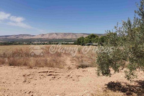 Terra a Biar, Alicante, Biar - € 125.000 | Ref: SF0426 - foto 9